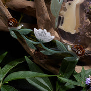 Brocéliande French Barrette — Lotus & Snail