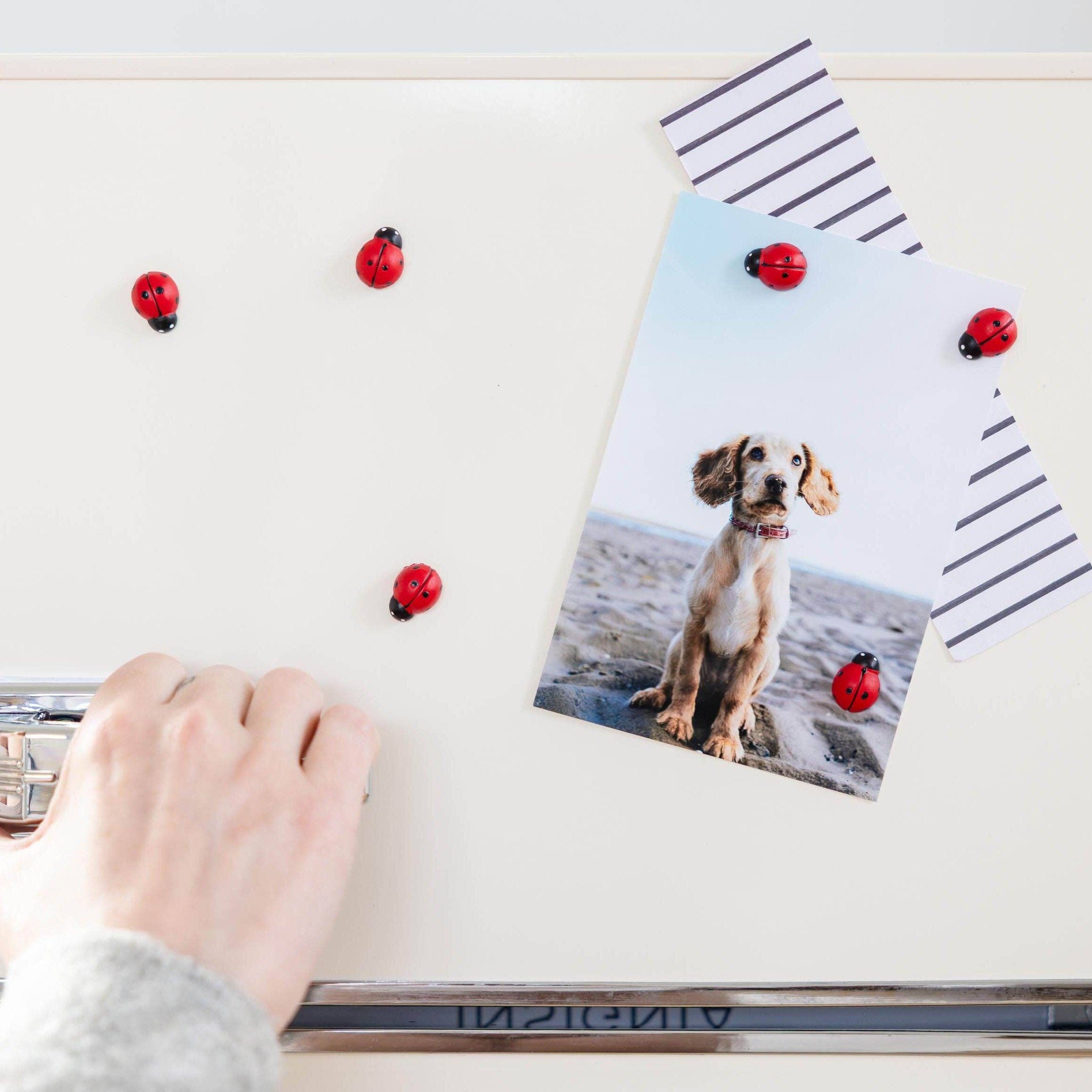 Colorful ladybug magnets