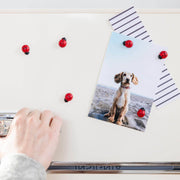 Colorful ladybug magnets